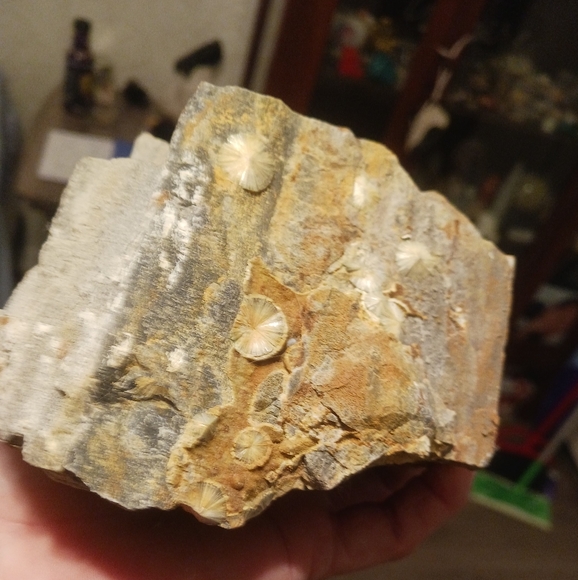 Smokey gray quartz, this is originally from Arkansas near Mount Ida. - Picture 14 of 16